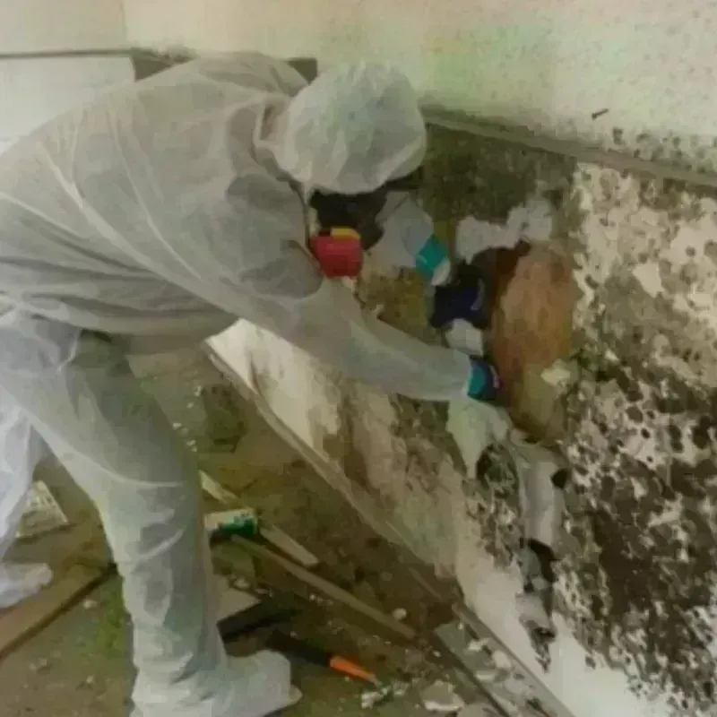 Mold Remediation and Removal in Nicholson, MS